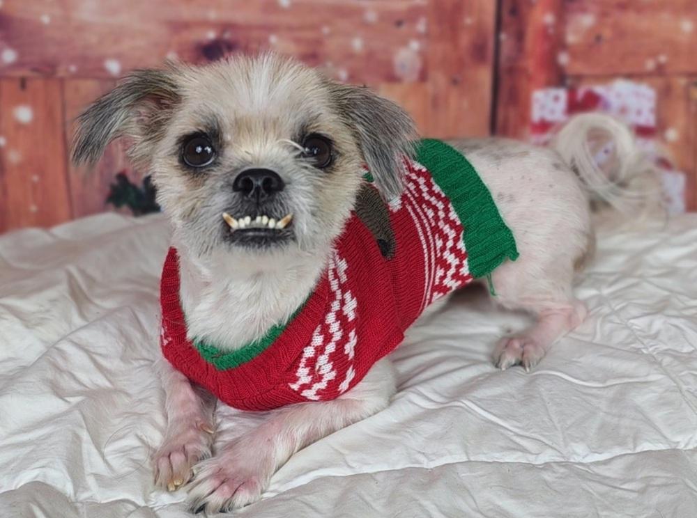 Enlarge Cindy Lou, a Adoptable mixed breed in Oakland, MI image 3/6