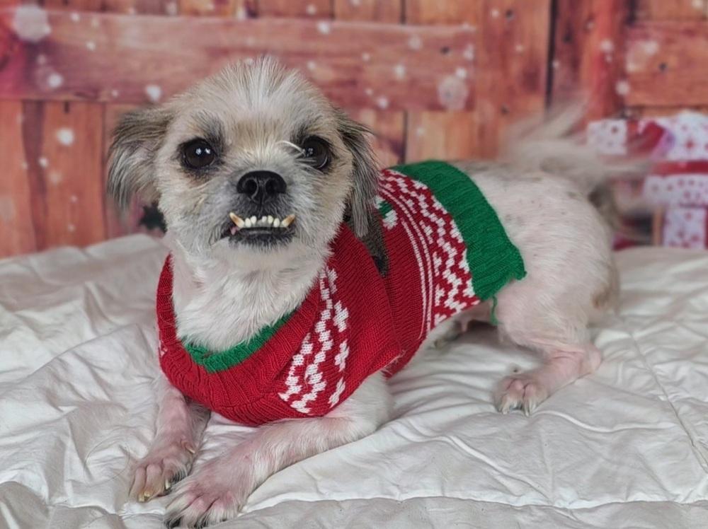 Enlarge Cindy Lou, a Adoptable mixed breed in Oakland, MI image 4/6