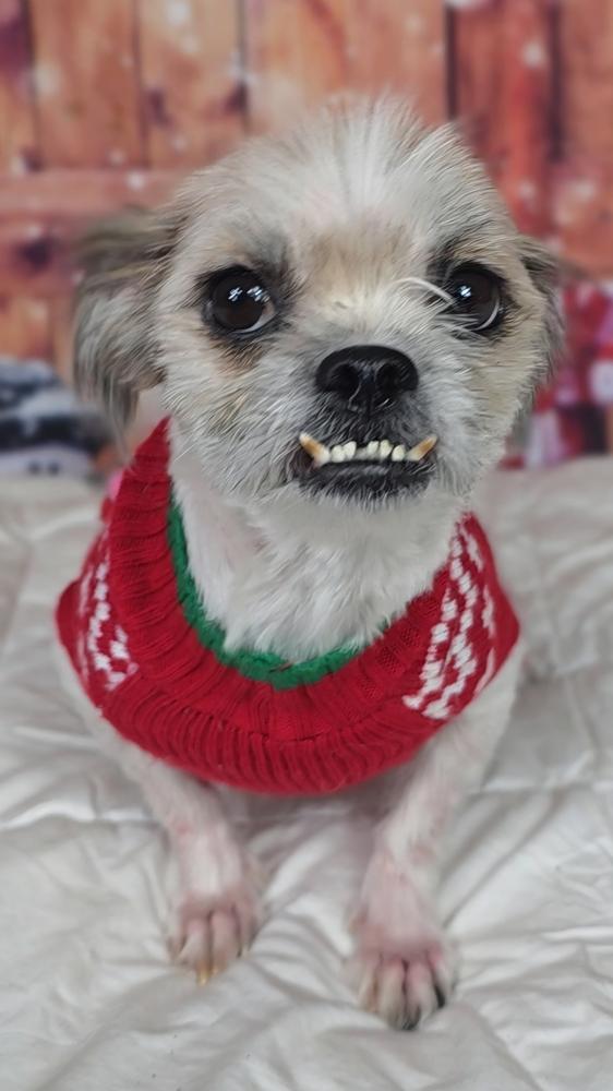 Enlarge Cindy Lou, a Adoptable mixed breed in Oakland, MI image 5/6