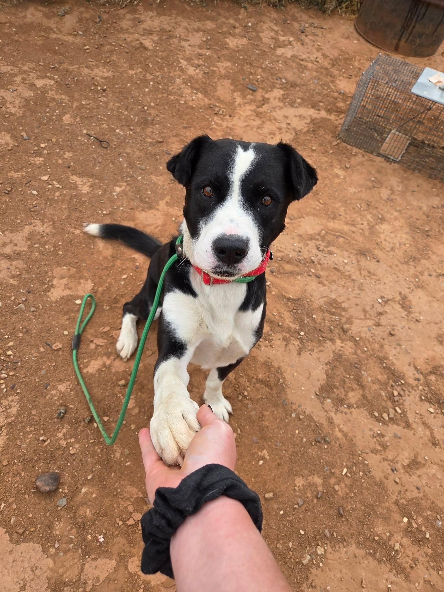Bosco, an adopted mixed breed in Roosevelt, UT image 3/4