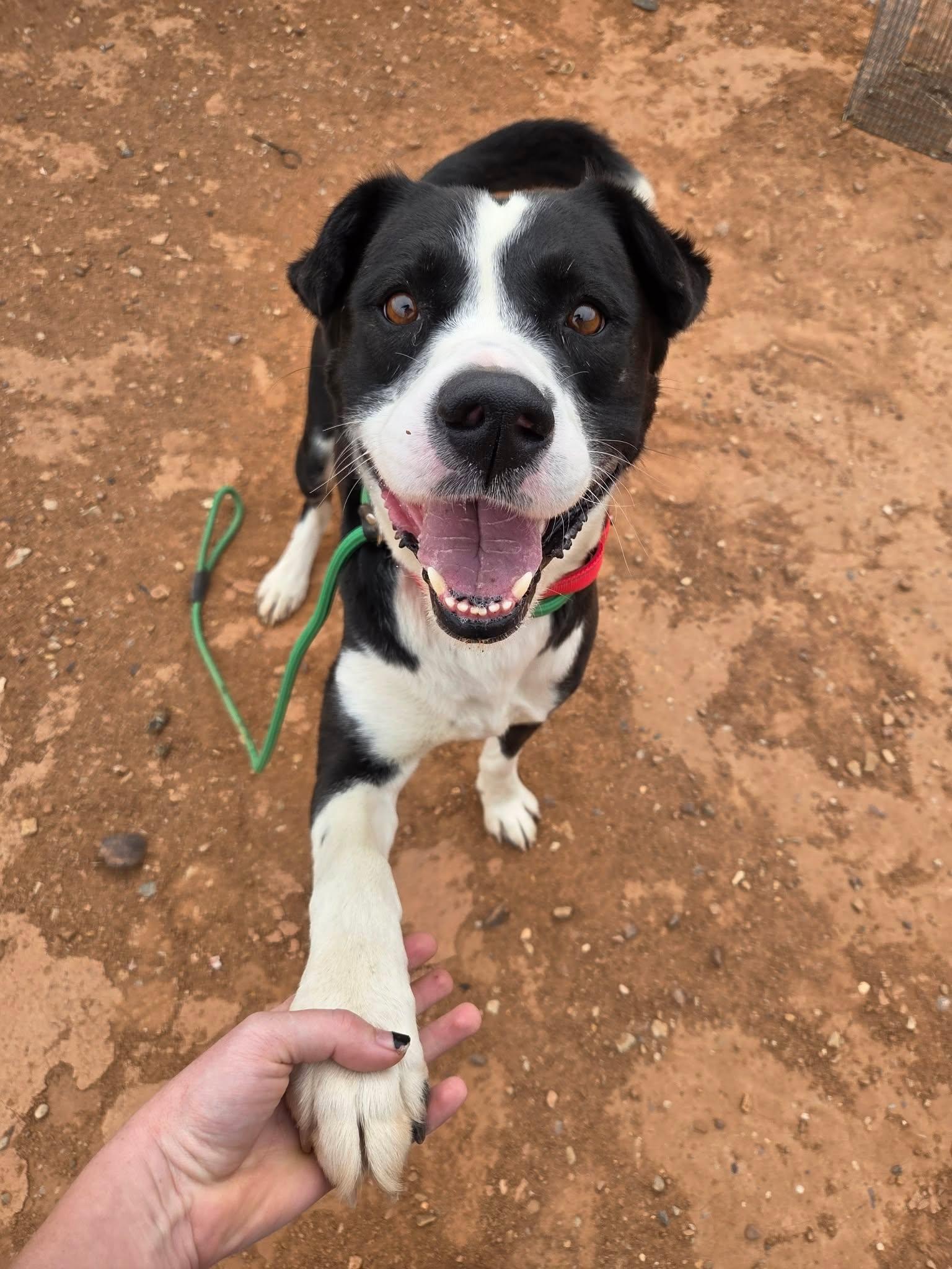 Bosco, adopted, Adult Male Border Collie & Labrador Retriever.