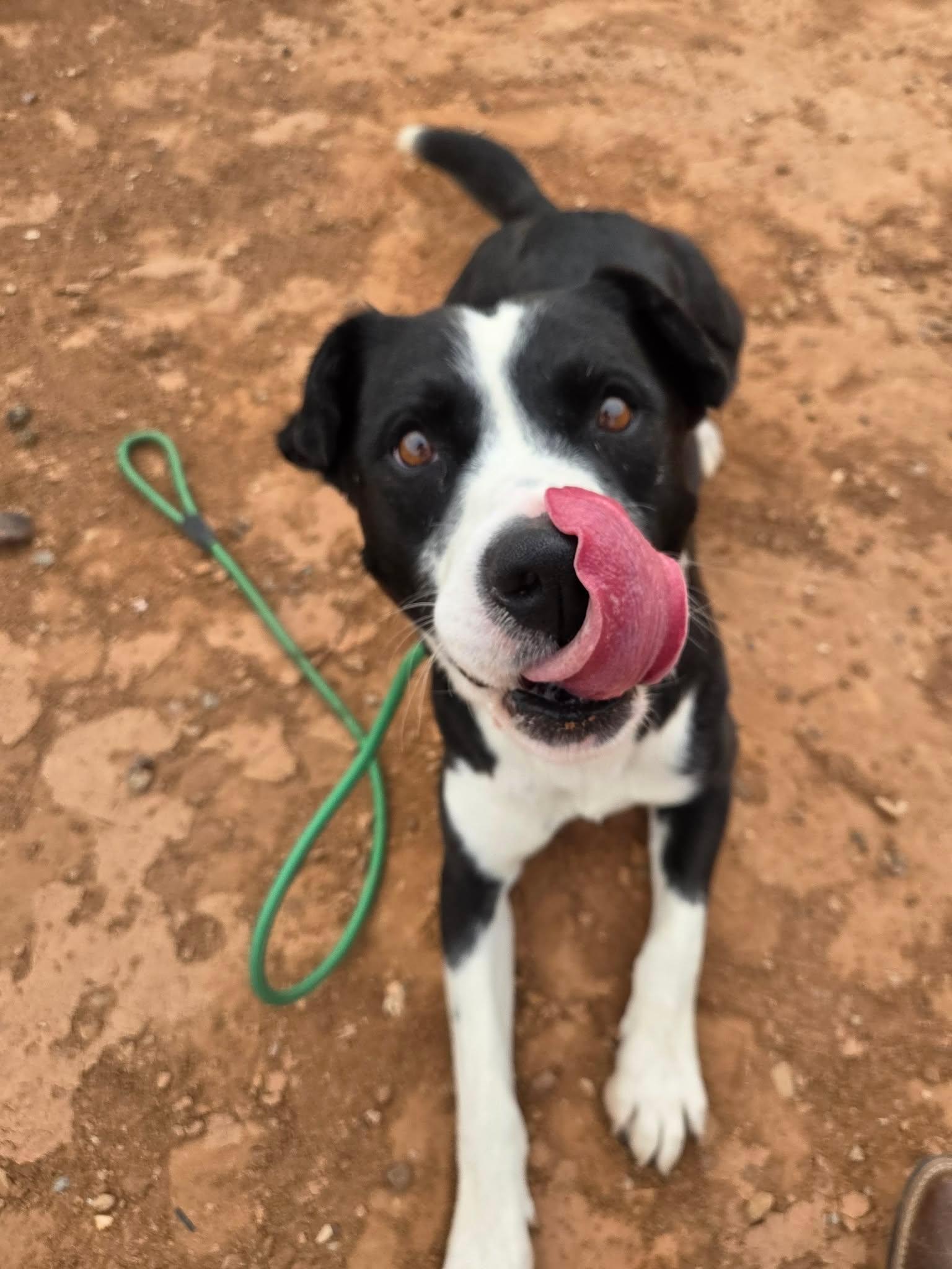 Bosco, an adopted mixed breed in Roosevelt, UT image 2/4