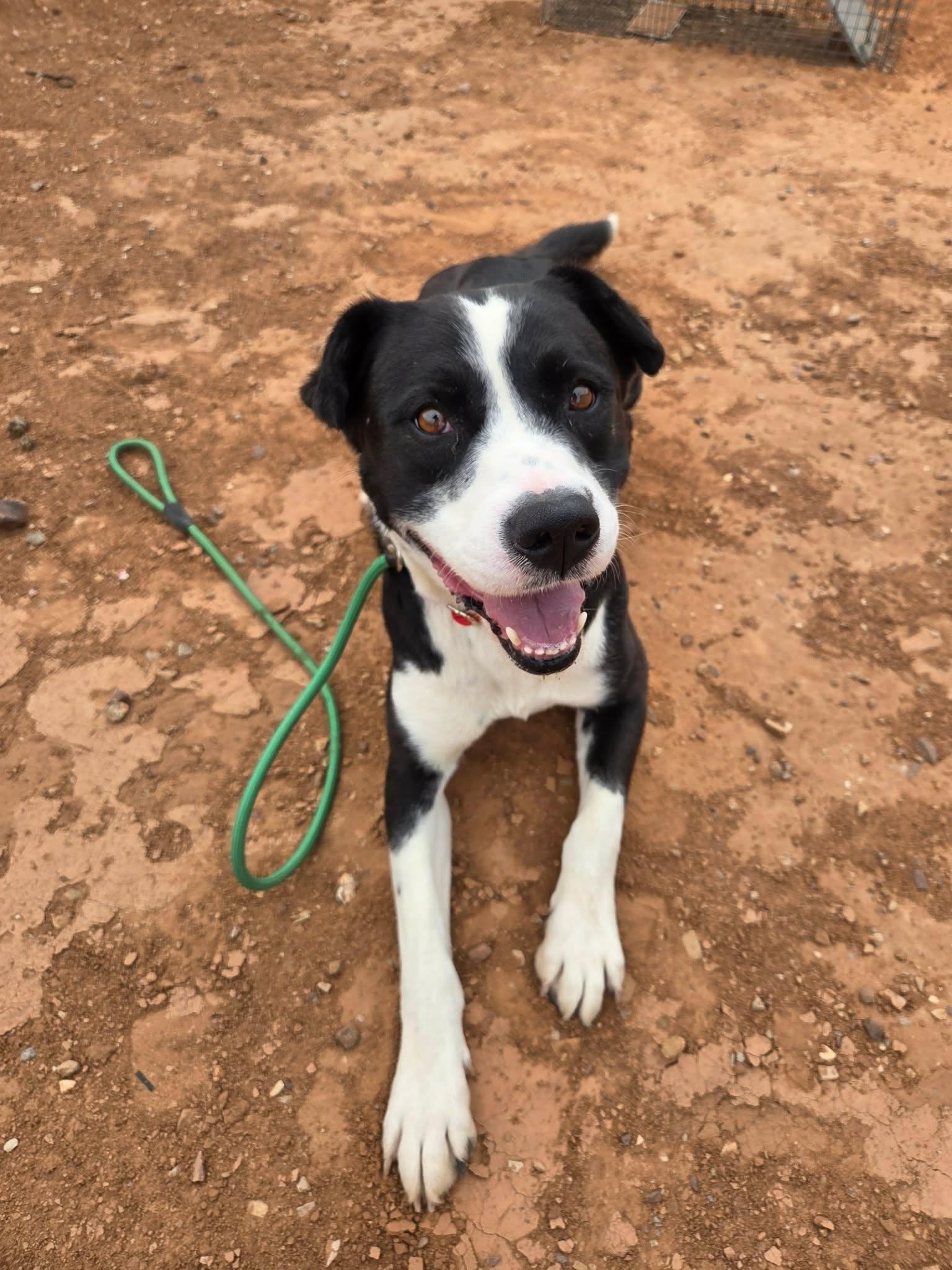 Bosco, an adopted mixed breed in Roosevelt, UT image 4/4