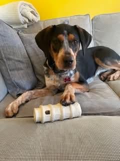 Birdie (fka QUINTESSENCE), Adoptable, Adult Female Australian Cattle Dog / Blue Heeler.