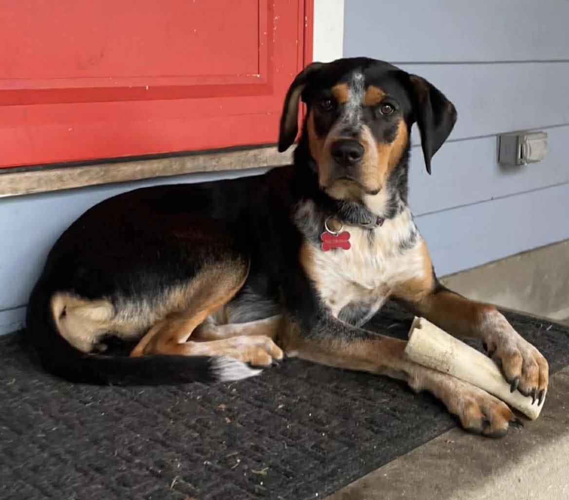 Enlarge Birdie (fka QUINTESSENCE), a Adoptable Australian Cattle Dog / Blue Heeler in Pomfret Center, CT image 2/3