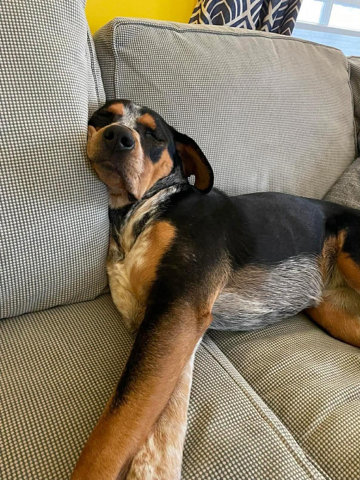 Enlarge Birdie (fka QUINTESSENCE), a Adoptable Australian Cattle Dog / Blue Heeler in Pomfret Center, CT image 3/3