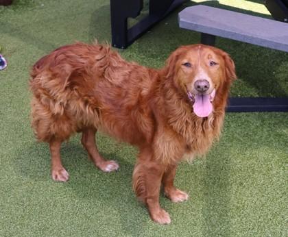 Abbey (FKA Autumn Rae), an adopted Mixed Breed in Athens, GA image 3/3