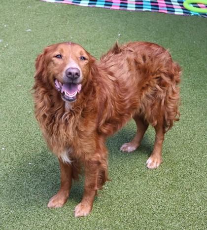 Abbey (FKA Autumn Rae), adopted, Senior Female Mixed Breed.
