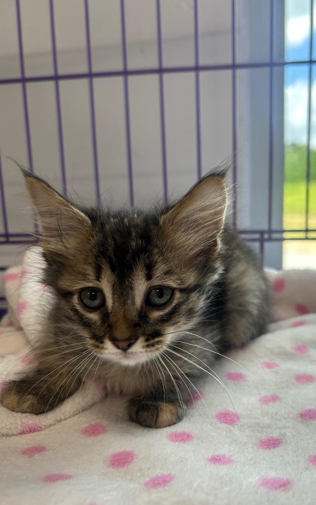 Enlarge Trish, a Adopted mixed breed in Denham Springs, LA image 1/1