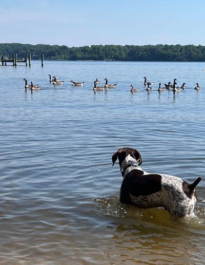 Toro, a ADOPTABLE German Shorthaired Pointer in Annapolis, MD image 3/3