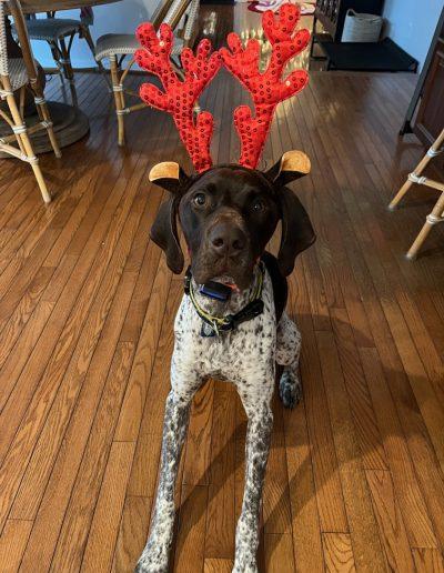 Toro, a ADOPTABLE German Shorthaired Pointer in Annapolis, MD image 2/3