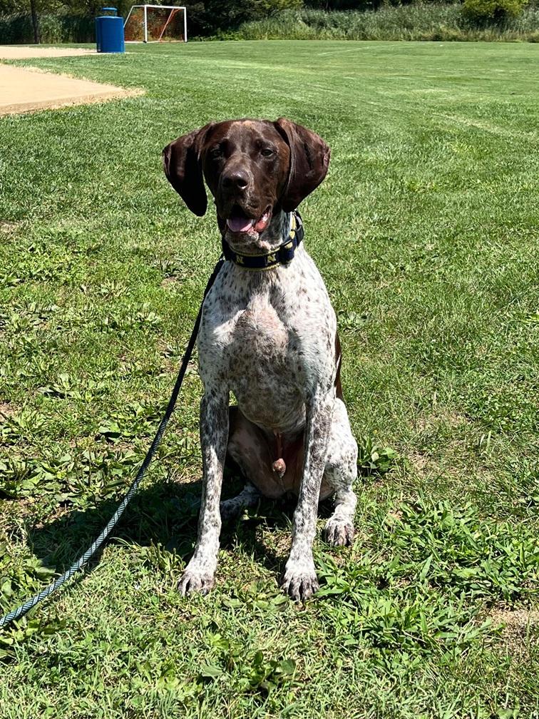 Toro, a ADOPTABLE German Shorthaired Pointer in Annapolis, MD image 1/3