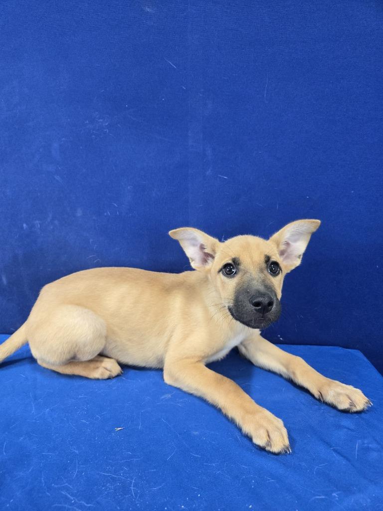 Enlarge Potato Salad, a Adoptable mixed breed in Ruston, LA image 1/5