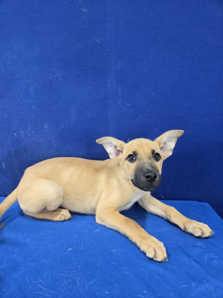 Enlarge Potato Salad, a Adoptable mixed breed in Ruston, LA image 2/5
