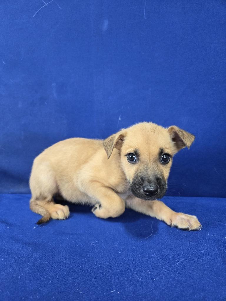 Enlarge Potato Salad, a Adoptable mixed breed in Ruston, LA image 3/5