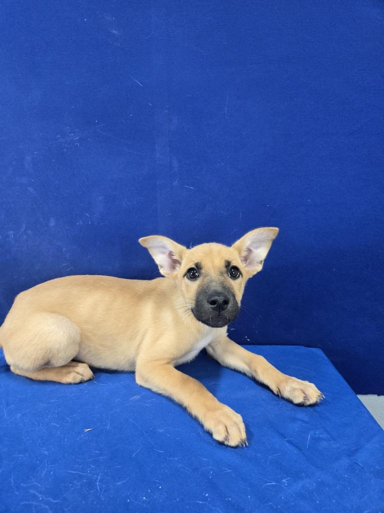 Enlarge Potato Salad, a Adoptable mixed breed in Ruston, LA image 5/5