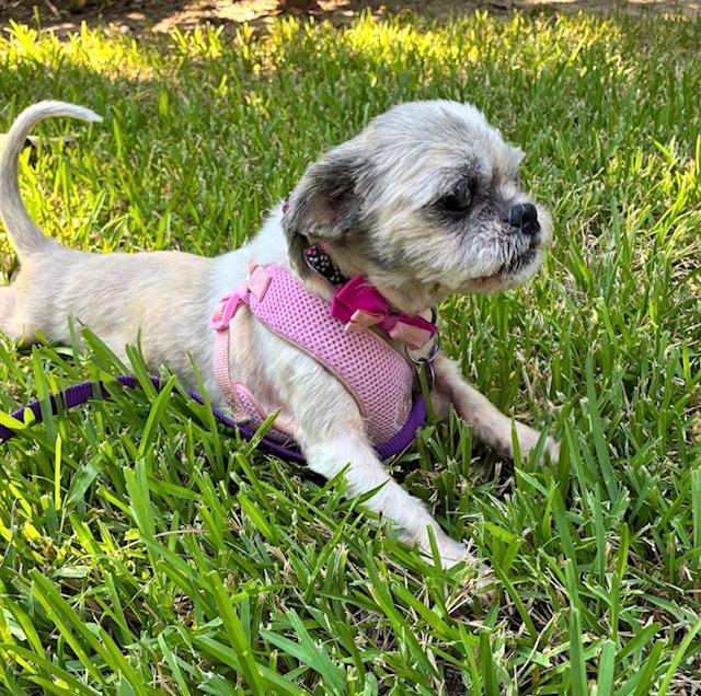 Enlarge Zora, a Adopted Shih Tzu in Irmo, SC image 2/2