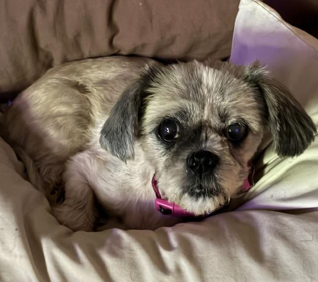 Enlarge Zora, a Adopted Shih Tzu in Irmo, SC image 1/2