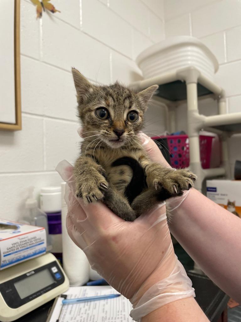 Bessie, Adoptable, Kitten Female Domestic Short Hair.