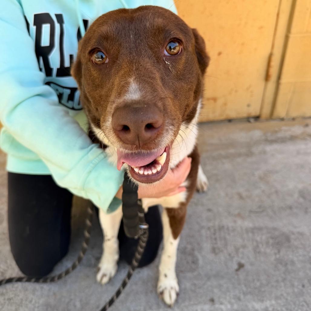 Leia, Adoptable, Young Female Australian Shepherd & Cattle Dog.