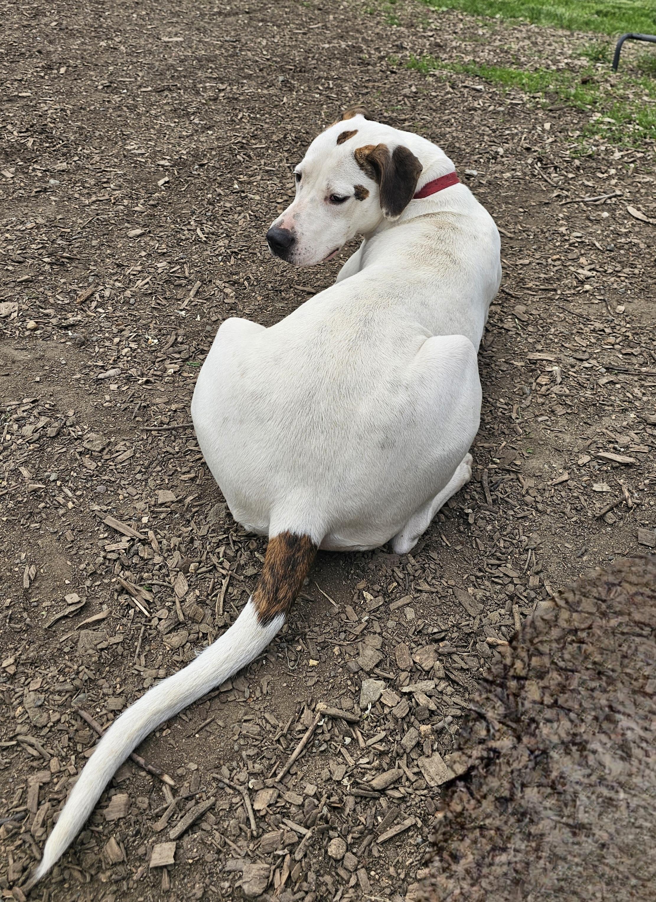 Dot (and Harlequin), a Adoptable mixed breed in Ringwood, NJ image 3/6