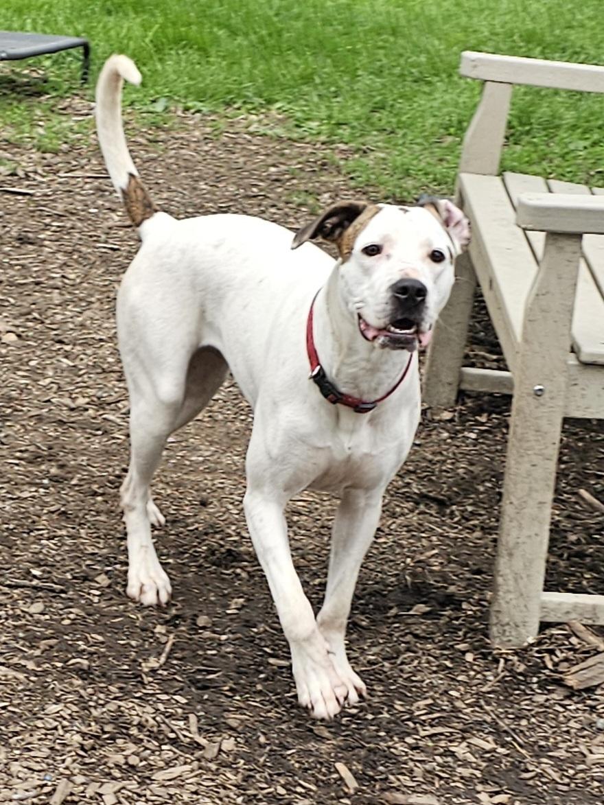Dot (and Harlequin), a Adoptable mixed breed in Ringwood, NJ image 1/6