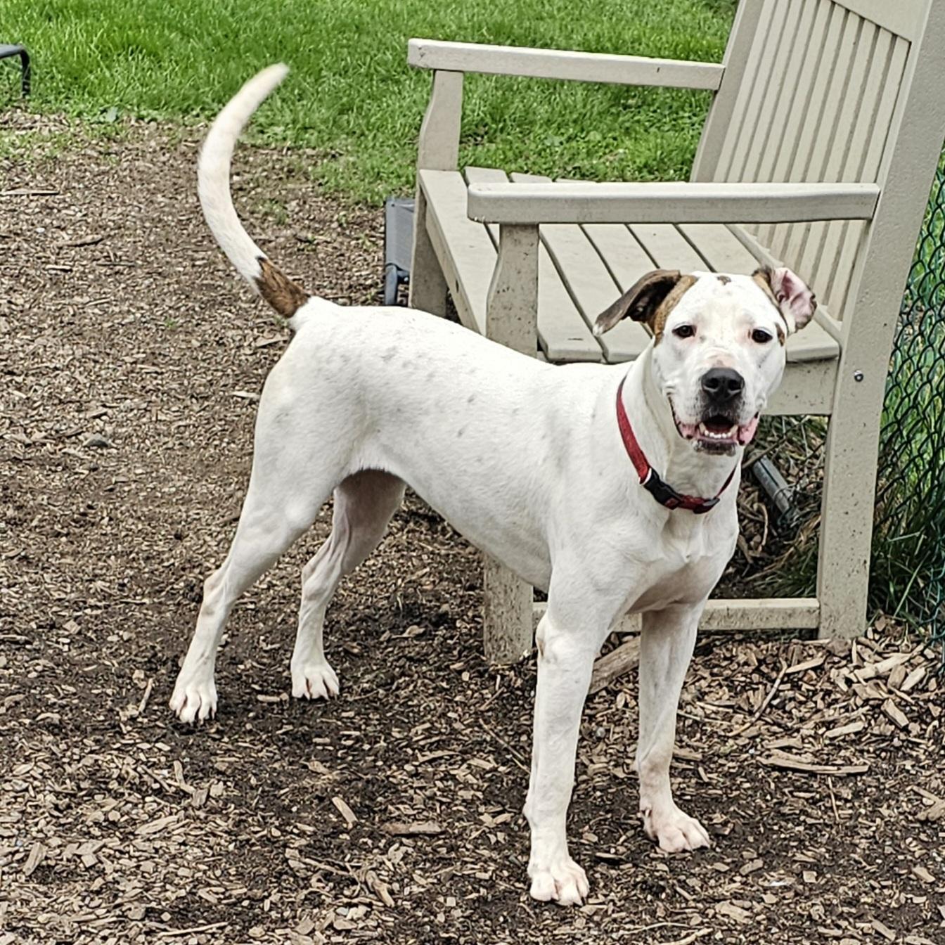 Dot (and Harlequin), a Adoptable mixed breed in Ringwood, NJ image 2/6