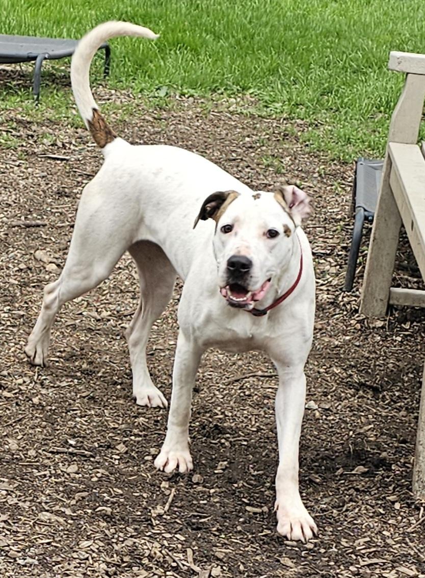 Dot (and Harlequin)