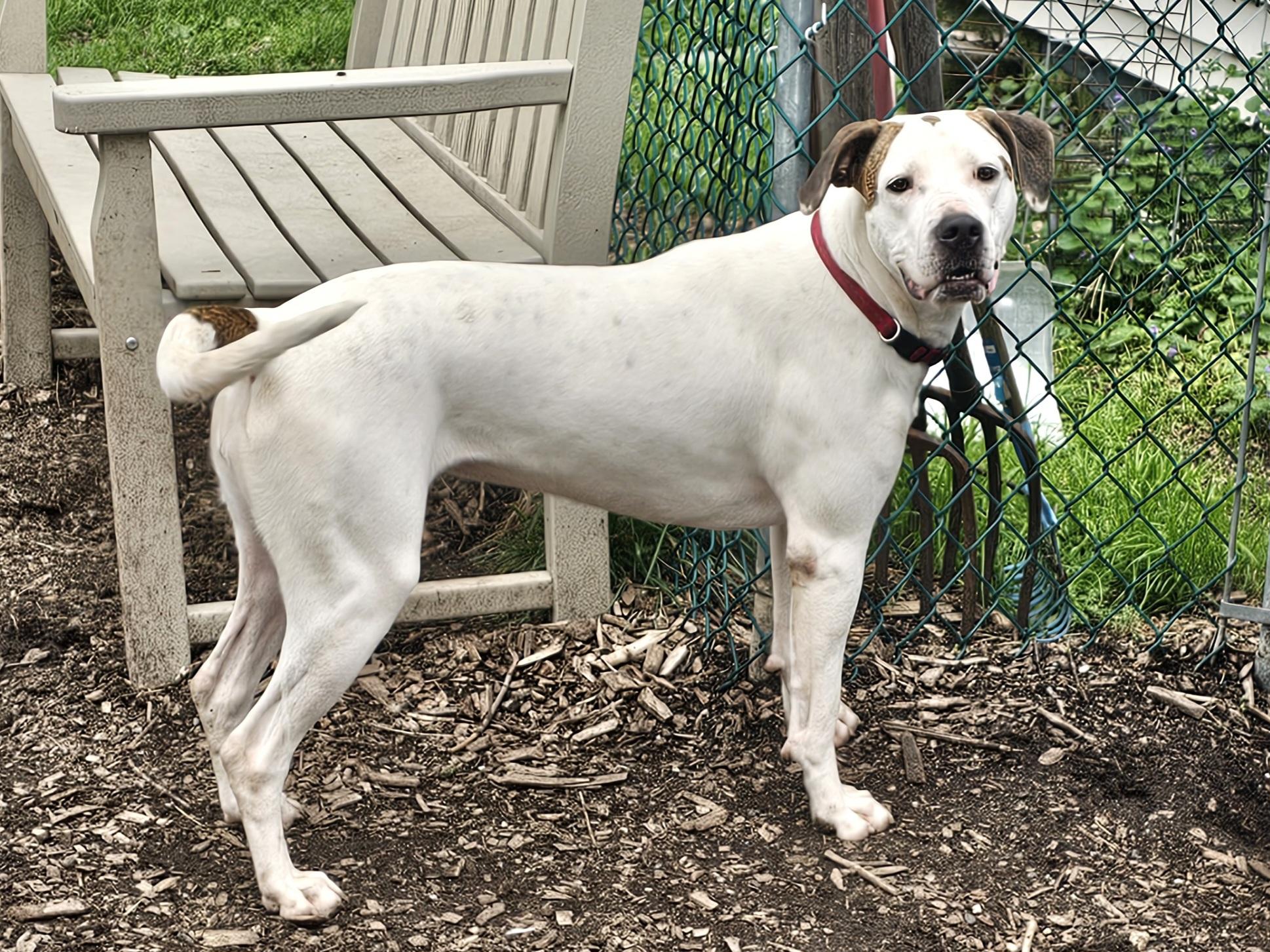 Dot (and Harlequin), a Adoptable mixed breed in Ringwood, NJ image 5/6