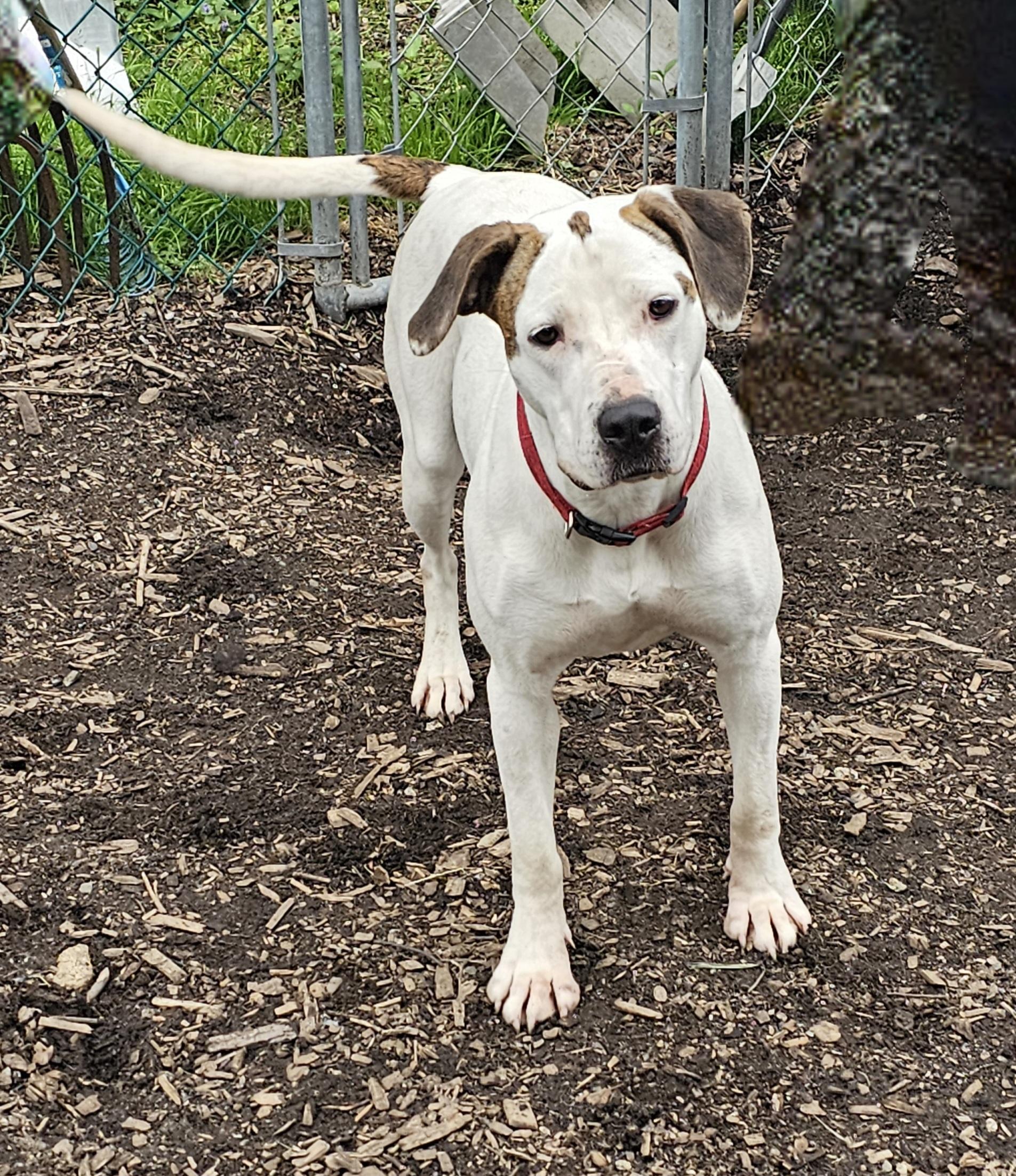 Dot (and Harlequin), a Adoptable mixed breed in Ringwood, NJ image 6/6