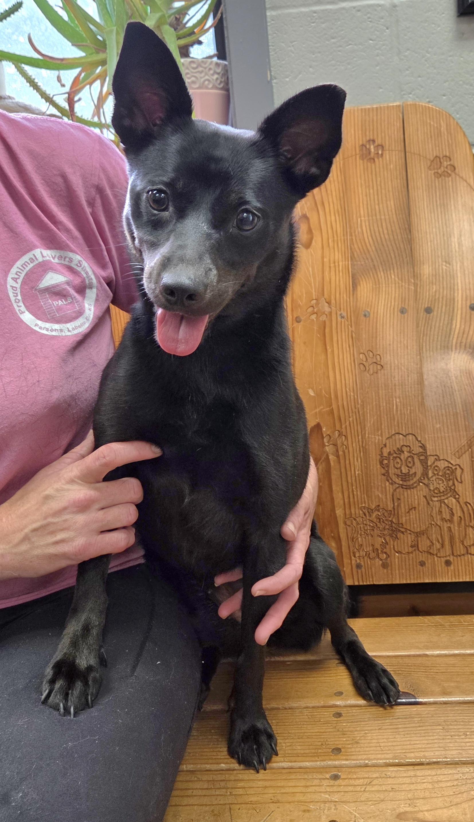 Eloise, adopted, Young Female Terrier.