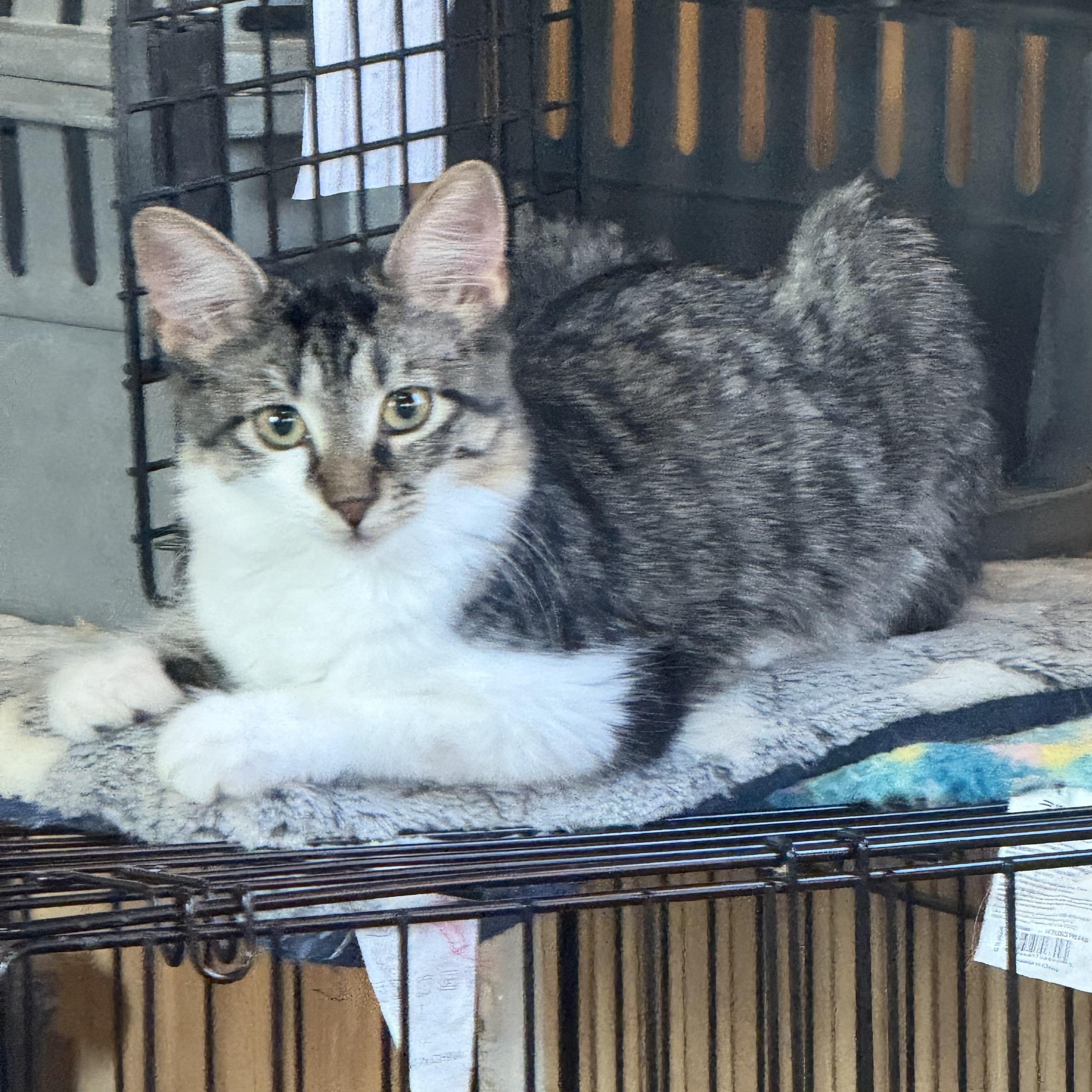 Queenie, Adoptable, Young Female Domestic Medium Hair.