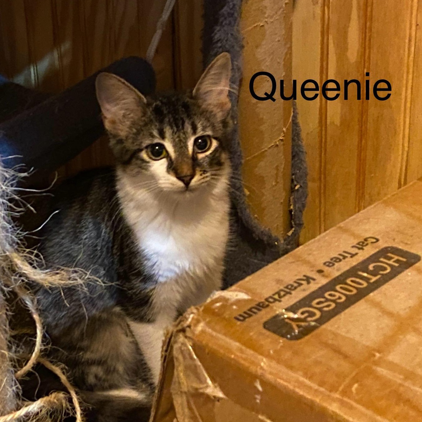 Enlarge Queenie, a Adoptable Domestic Medium Hair in Anna, TX image 2/3