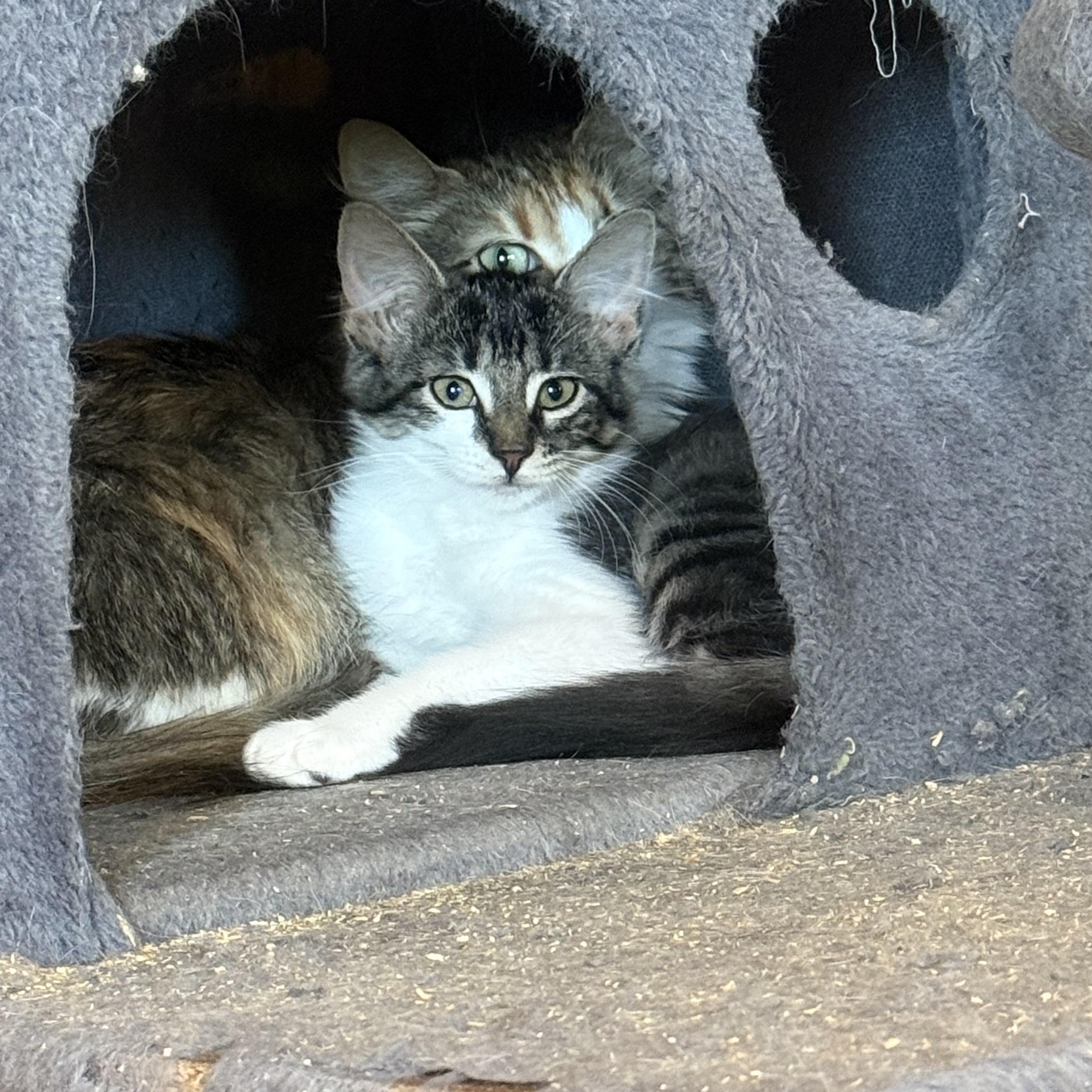 Enlarge Queenie, a Adoptable Domestic Medium Hair in Anna, TX image 3/3