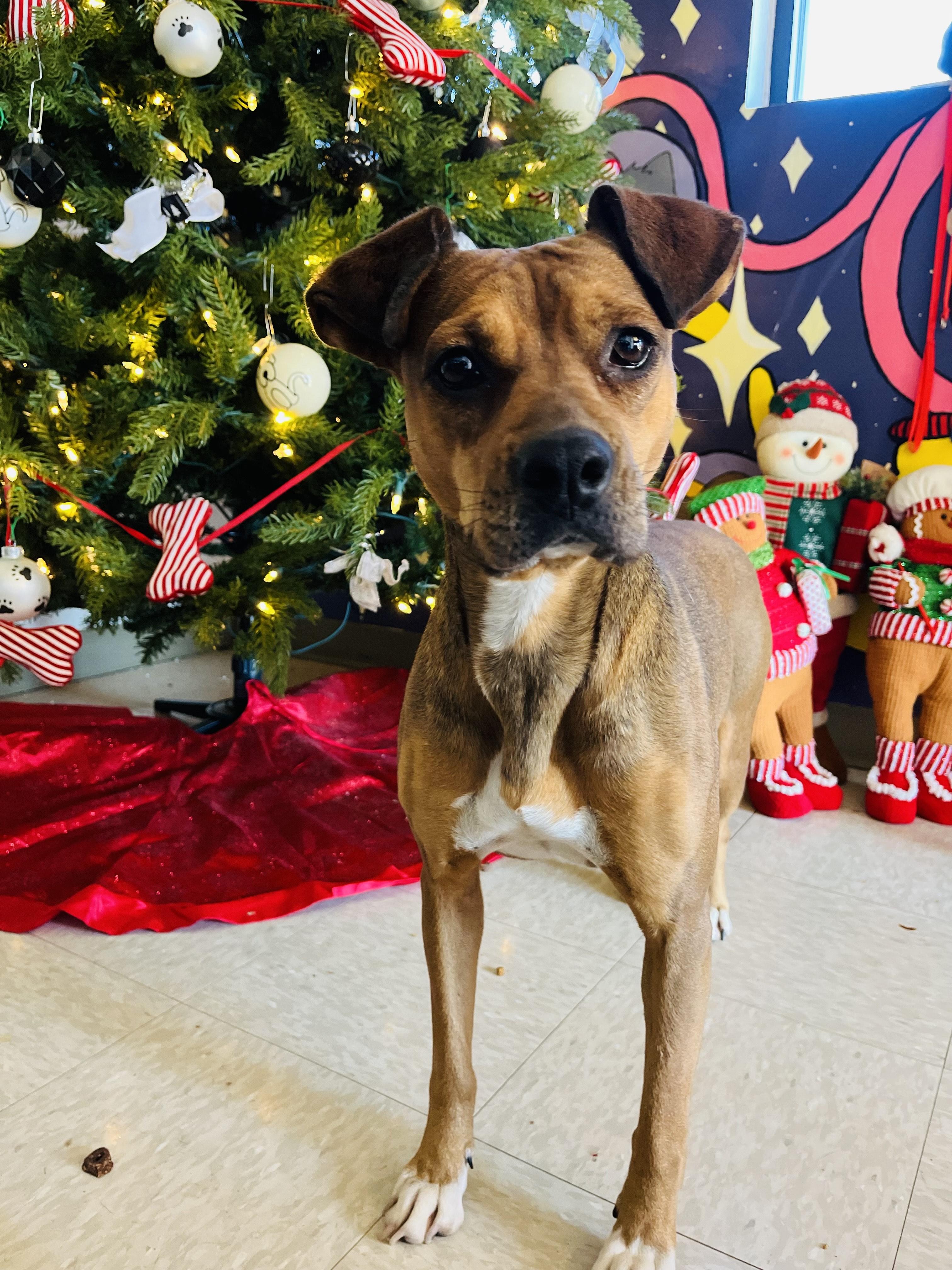 Enlarge Sporty Spice, a Adoptable Mixed Breed in Chickasha, OK image 4/4