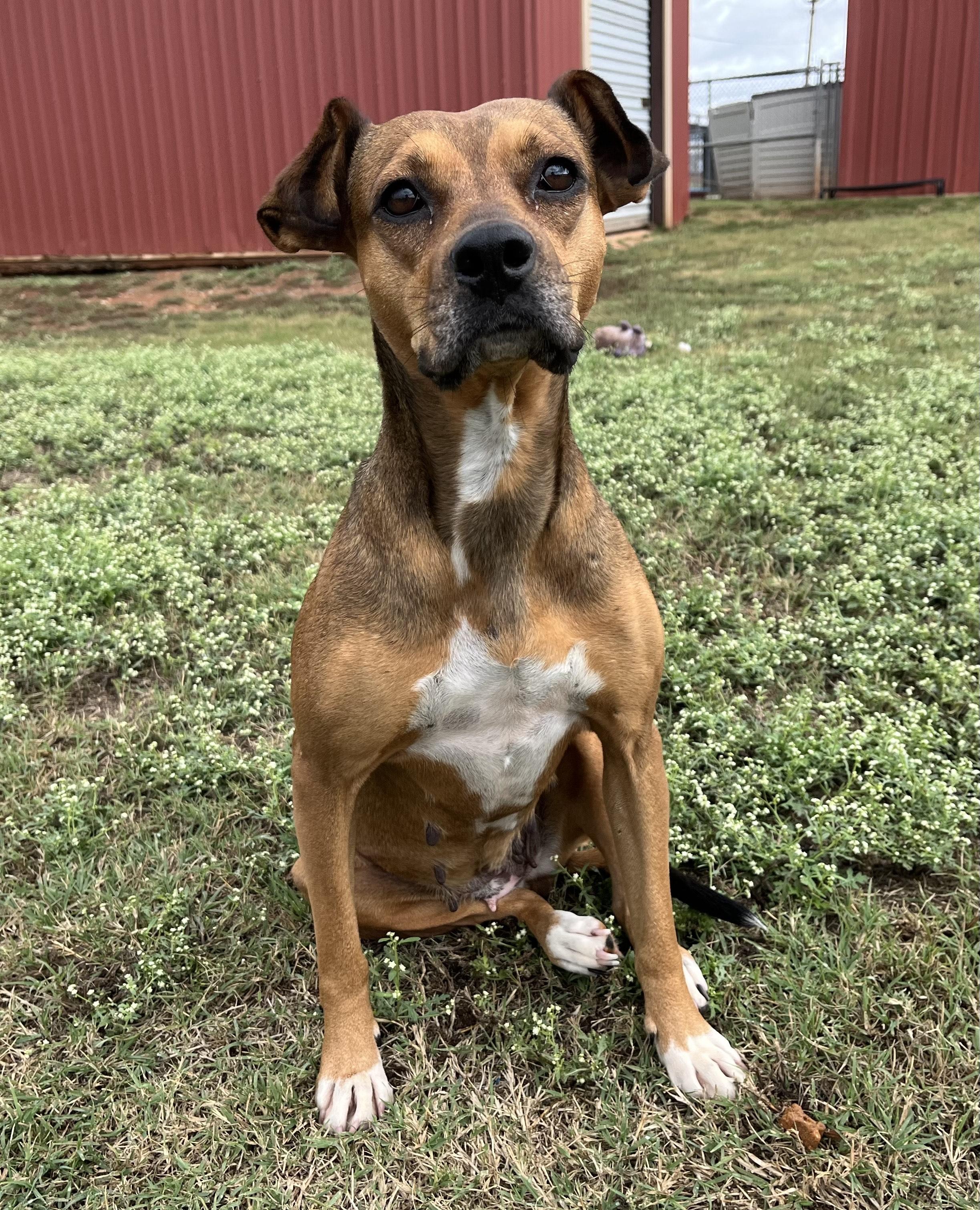 Sporty Spice, a Adoptable Mixed Breed in Chickasha, OK image 2/5