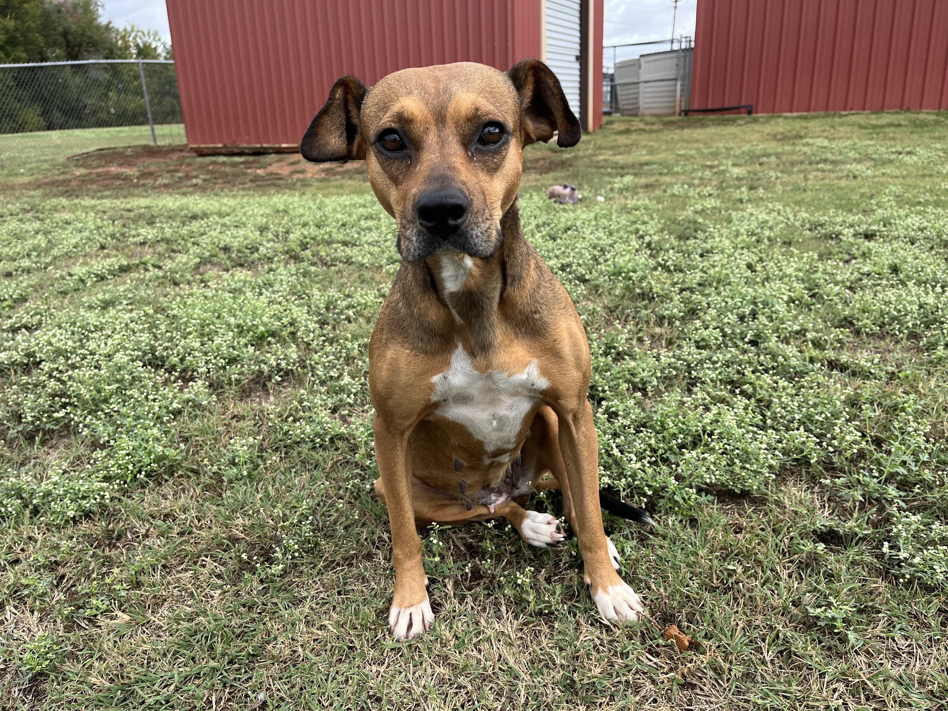 Sporty Spice, a Adoptable Mixed Breed in Chickasha, OK image 3/5