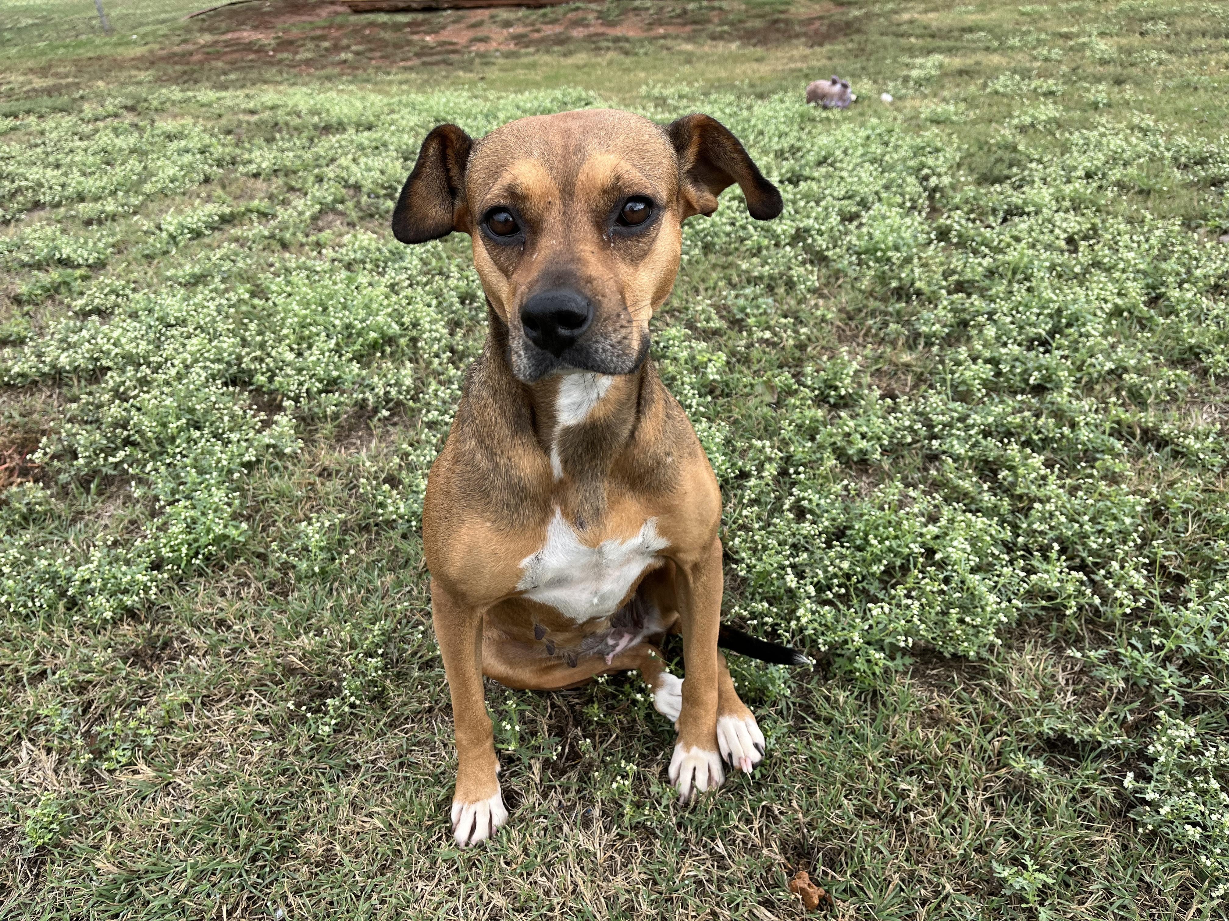 Sporty Spice, a Adoptable Mixed Breed in Chickasha, OK image 4/5