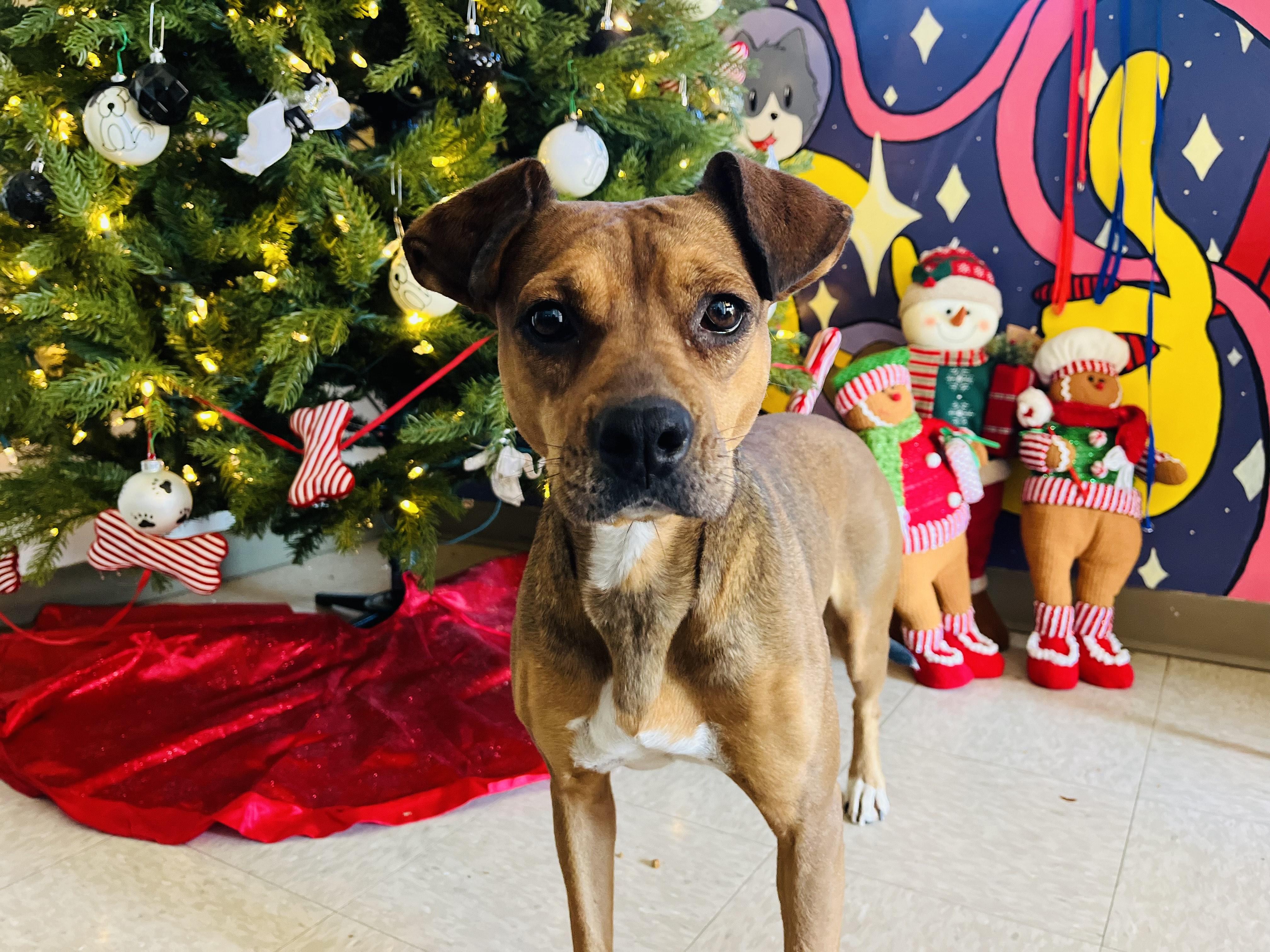 Enlarge Sporty Spice, a Adoptable Mixed Breed in Chickasha, OK image 1/4