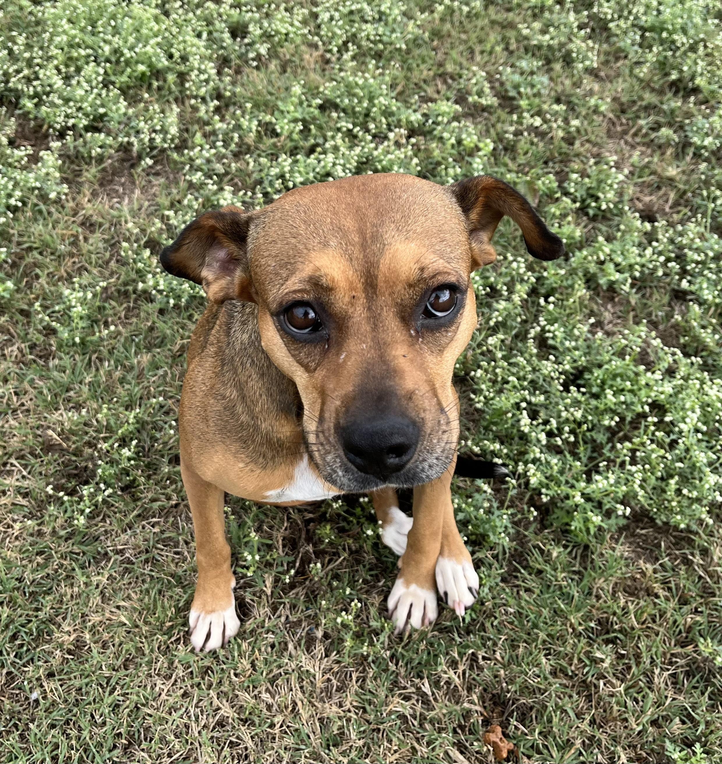 Sporty Spice, a Adoptable Mixed Breed in Chickasha, OK image 5/5