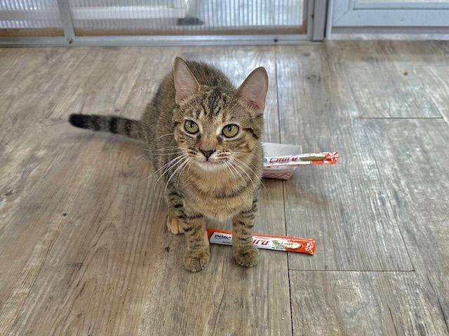 Enlarge Janelle, a Adoptable Domestic Short Hair in Winton, NC image 1/3