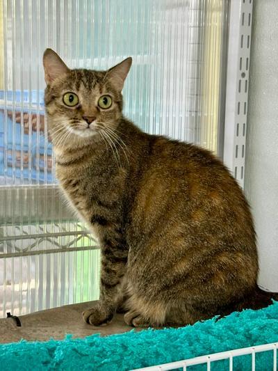 Enlarge Janelle, a Adoptable Domestic Short Hair in Winton, NC image 1/3