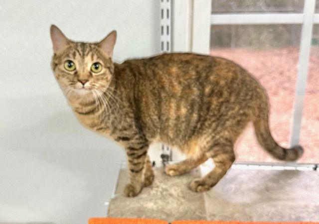 Enlarge Janelle, a Adoptable Domestic Short Hair in Winton, NC image 1/3