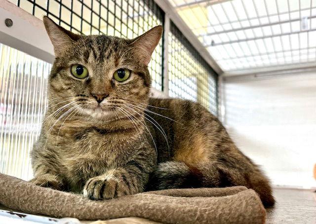 Enlarge Janelle, a Adoptable Domestic Short Hair in Winton, NC image 2/3