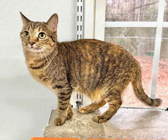 Enlarge Janelle, a Adoptable Domestic Short Hair in Winton, NC image 2/3