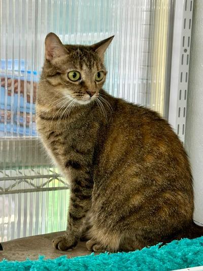Enlarge Janelle, a Adoptable Domestic Short Hair in Winton, NC image 2/3