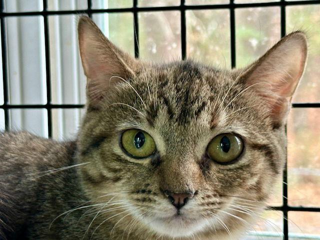 Enlarge Janelle, a Adoptable Domestic Short Hair in Winton, NC image 3/3