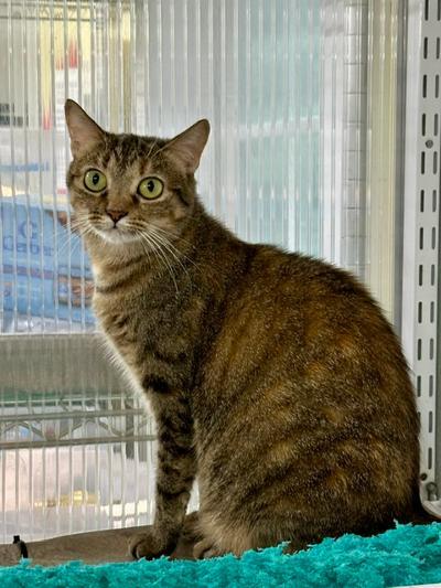 Enlarge Janelle, a Adoptable Domestic Short Hair in Winton, NC image 3/3