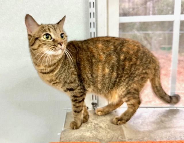 Enlarge Janelle, a Adoptable Domestic Short Hair in Winton, NC image 3/3