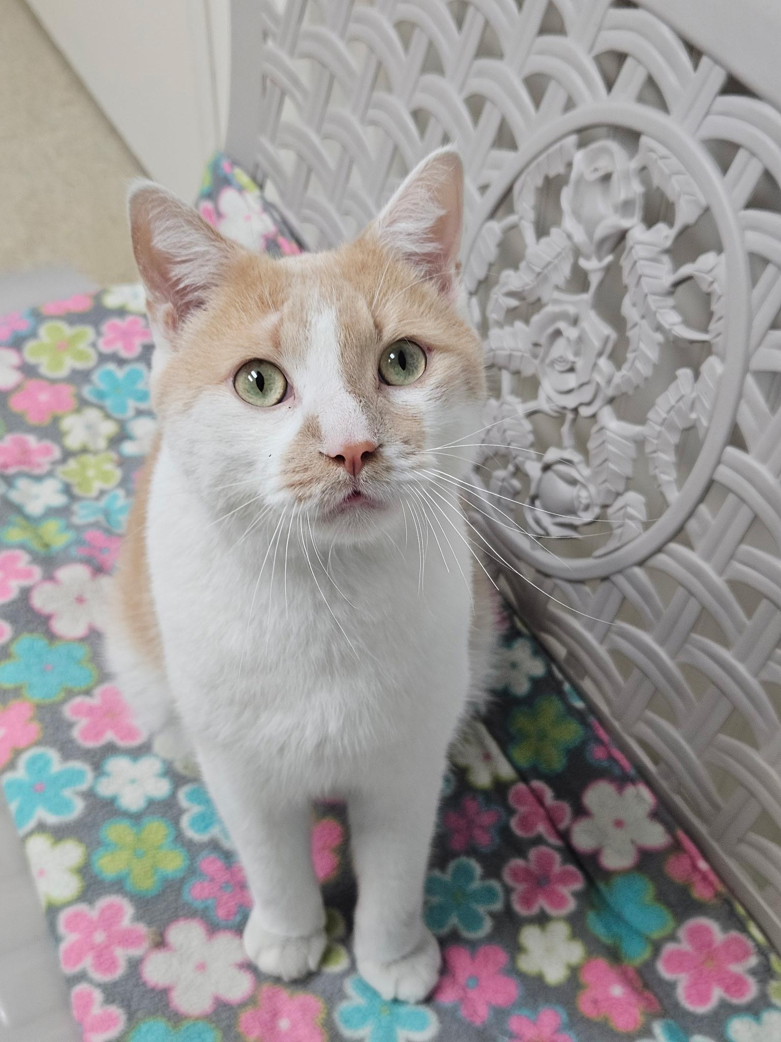 Chester, Adopted, Adult Male Domestic Short Hair.